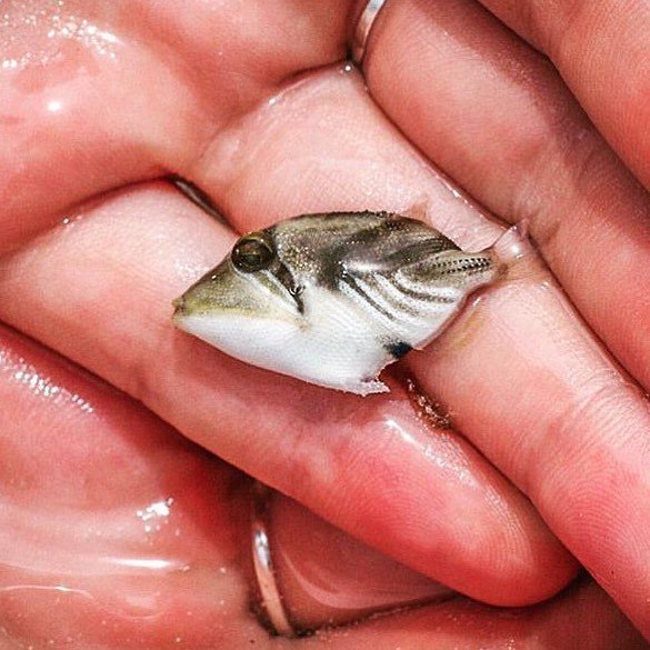 Guide_Hire's tweet image. Baby Trigger Fish. 
Photo: @lindiblaauw 
#GuideHire | #Saltwater | #Vibes | #TriggerFish |… ift.tt/1XYqr7V