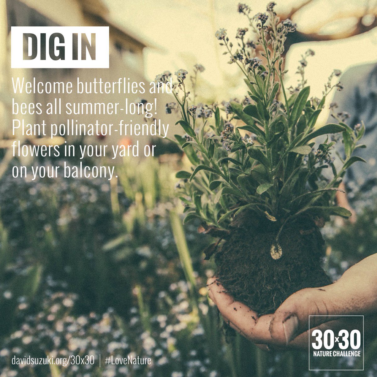 DavidSuzukiFDN tweet picture