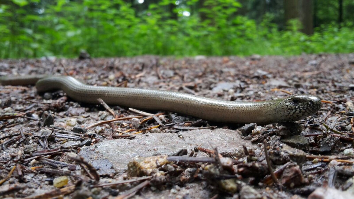 Neue Bekanntschaften in Baden-Baden?! Kein Problem - mit <a href="/DominikLippe/">Dominik Lippe</a>! #auszeit im #swrvolo