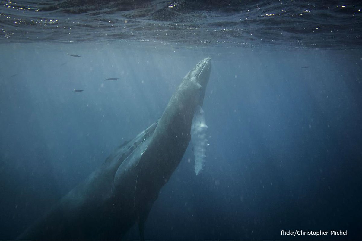 oceana's tweet photo. Countless marine animals are at risk in the #Atlantic unless we act now https://t.co/cCtharNbuQ https://t.co/HBBs42sR6t