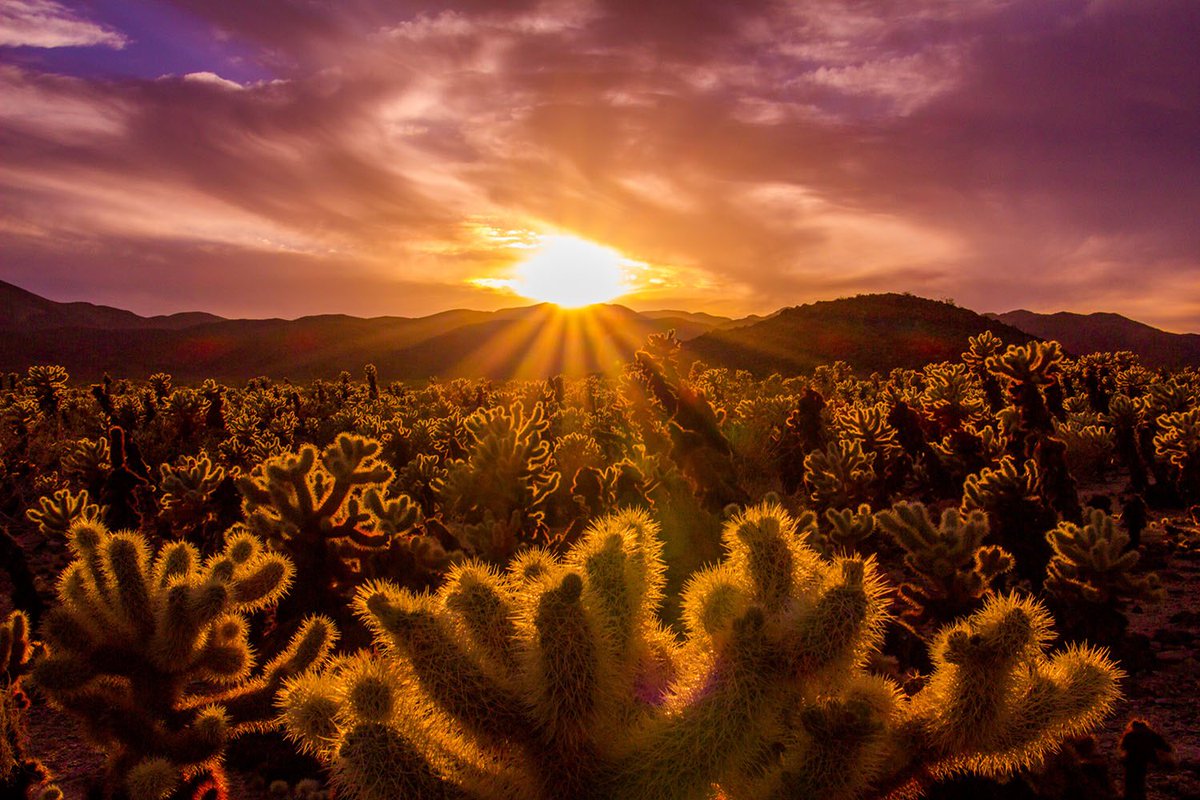 Interior's tweet photo. Incredible #sunset over the cholla cactus garden @JoshuaTreeNPS by Nina Mayer Ritchie #California https://t.co/LgM4KD4sn1