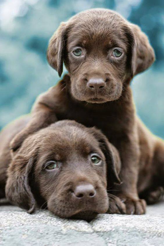 AllOverRoverCA's tweet photo. Happiness starts with a wet nose and ends with a tail. https://t.co/bYwpF5kb9I