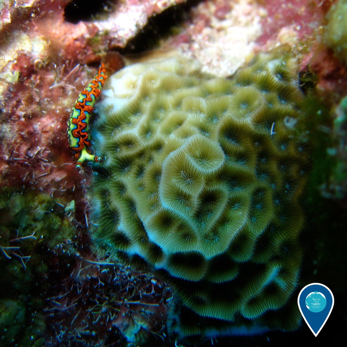 sanctuaries's tweet image. What's your favorite kind of #nudibranch?