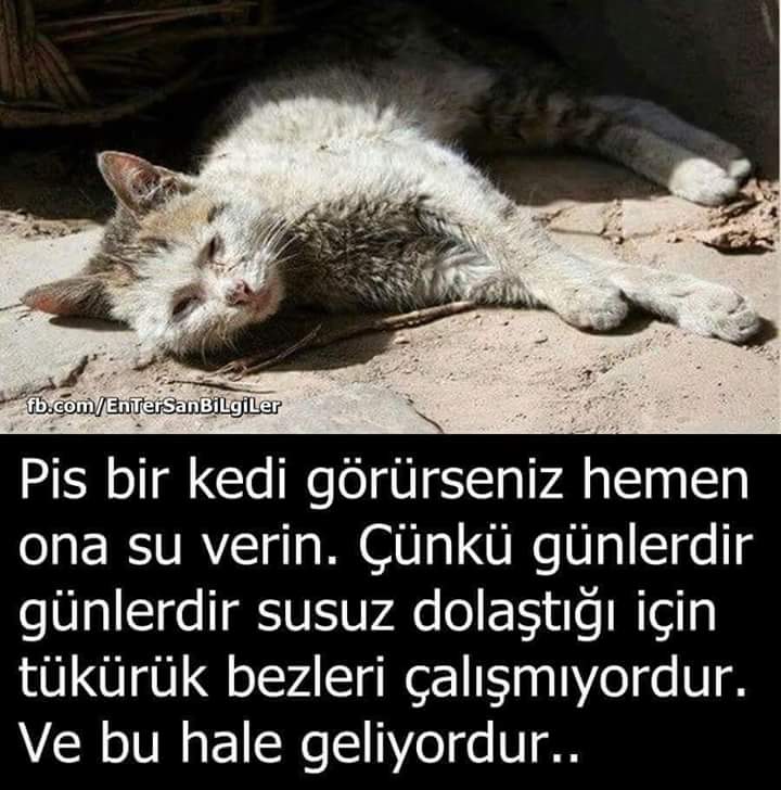 bhttmr's tweet photo. ××××××××ONEMLÏ××××××× 😺😺😺😺😺 https://t.co/RaSvQmdrJA