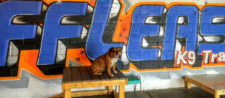 OLK9_Arkansas's tweet image. Retweet if you think Aubree is adorable!! #bulldog #fun #shecanjump #nwark #training #smart #dogs #puppy