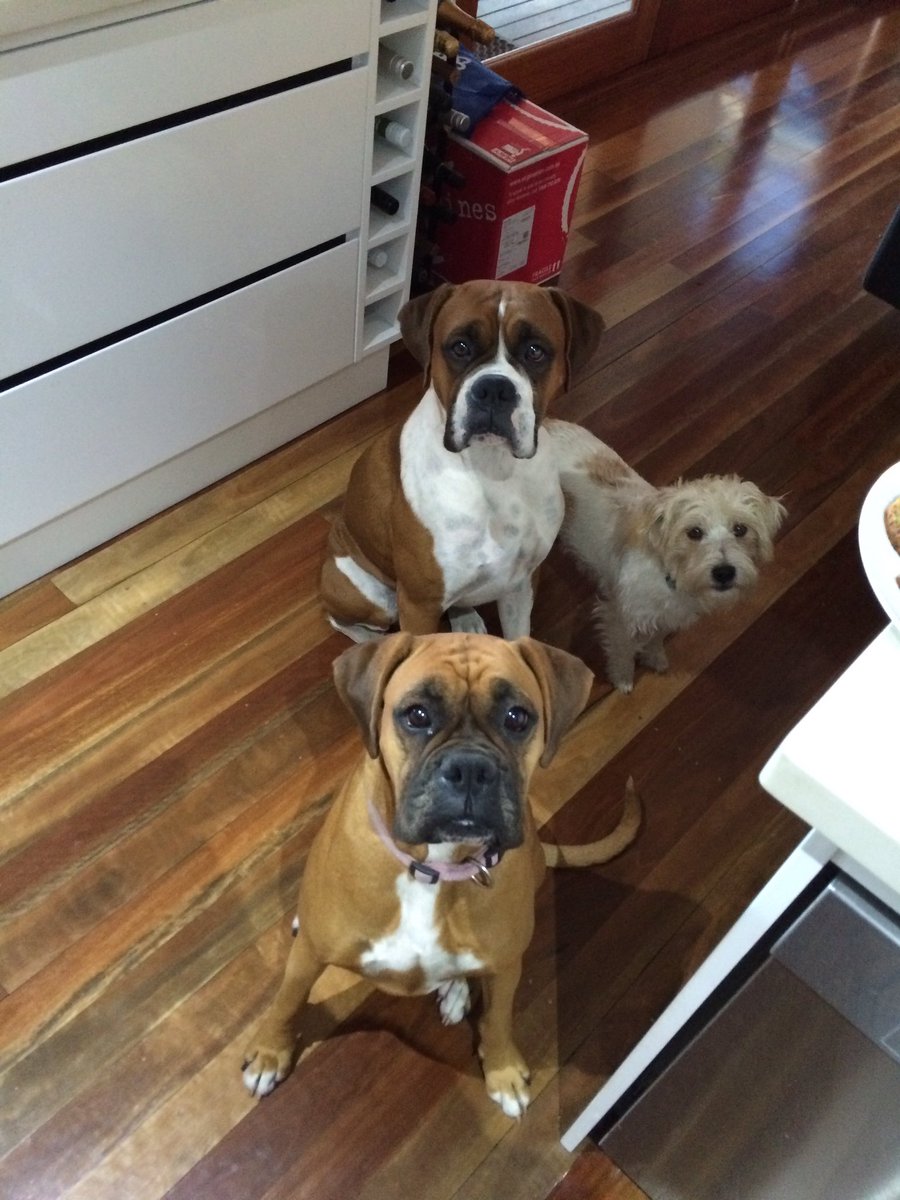 cassiekh's tweet photo. #puppysitting so well trained... Who am I kidding, they just wanted my breakfast! https://t.co/Z1aLeOqcvM