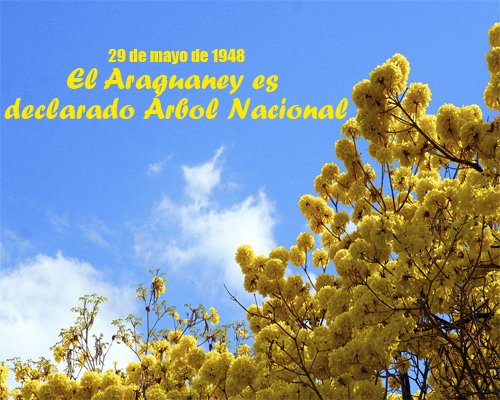 ScoutsDIPAHO's tweet photo. 68 años siendo patrimonio nacional @InfoBaruta @scoutsvenezuela @araguaneybaruta @PartCiudBaruta #DIPAHOPresente. https://t.co/rfTv1aLf1K