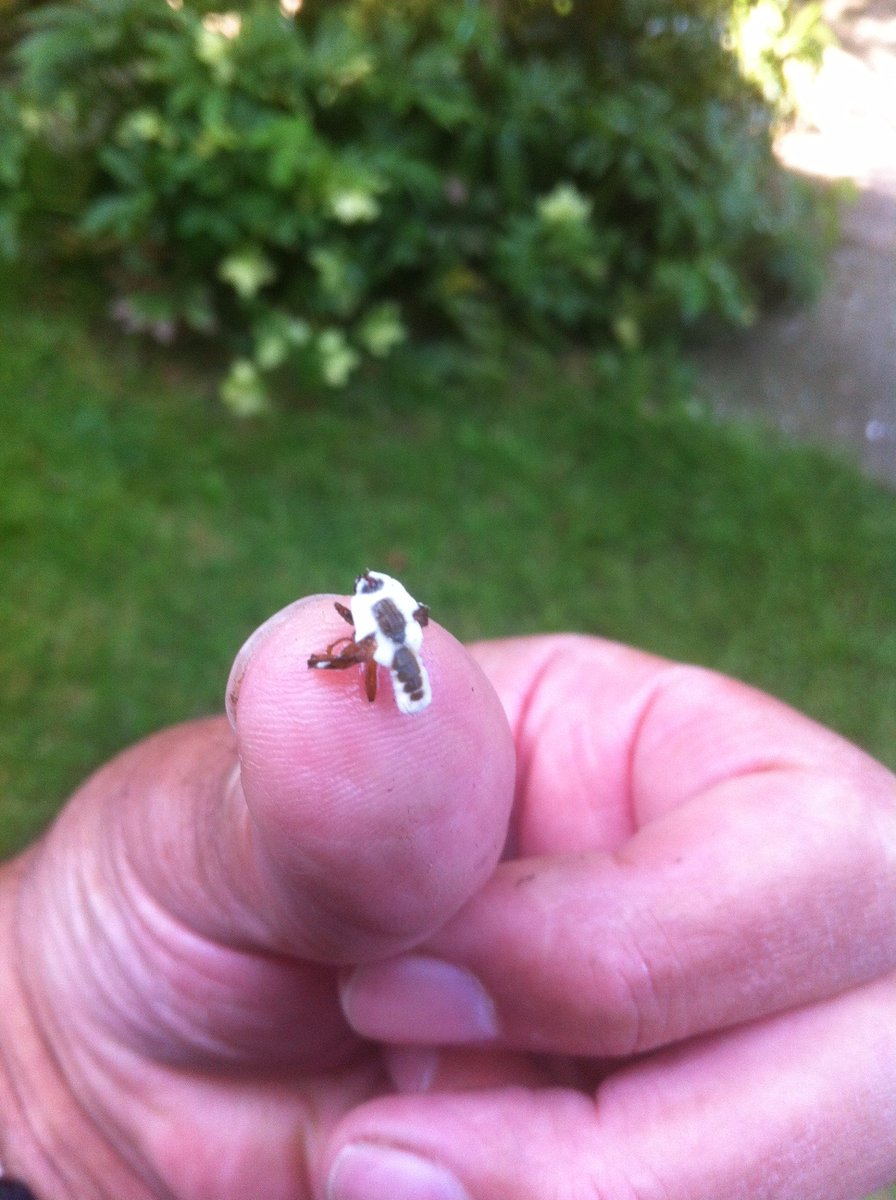 Bruce Martin tweet media