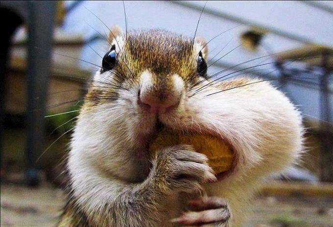 SquirrelQuotes's tweet photo. Every squirrel has had that ONE nut that they will never forget...
#Squirrel #Quotes #quote #nut #lifechanging https://t.co/vc0IWeJ4BC