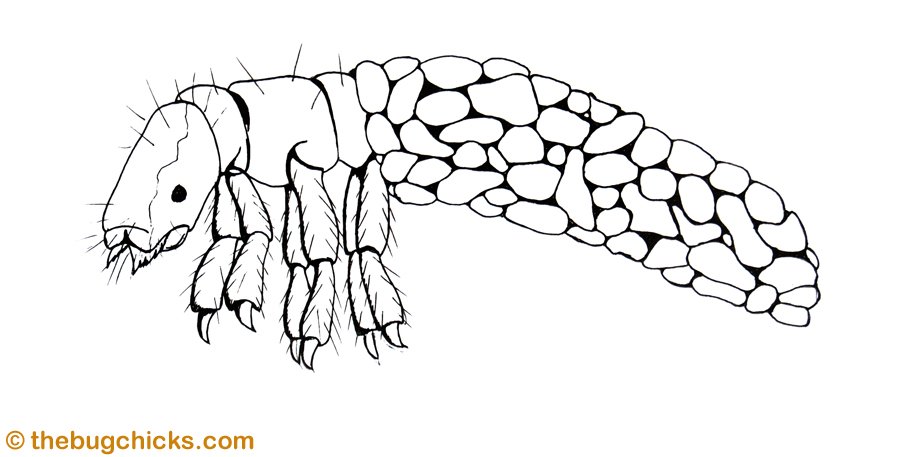 TheBugChicks's tweet photo. Sticks and stones will break my bones.... but not for larval caddisflies. #Casebuilders #BuildingSupplies https://t.co/MdbBUeJK33