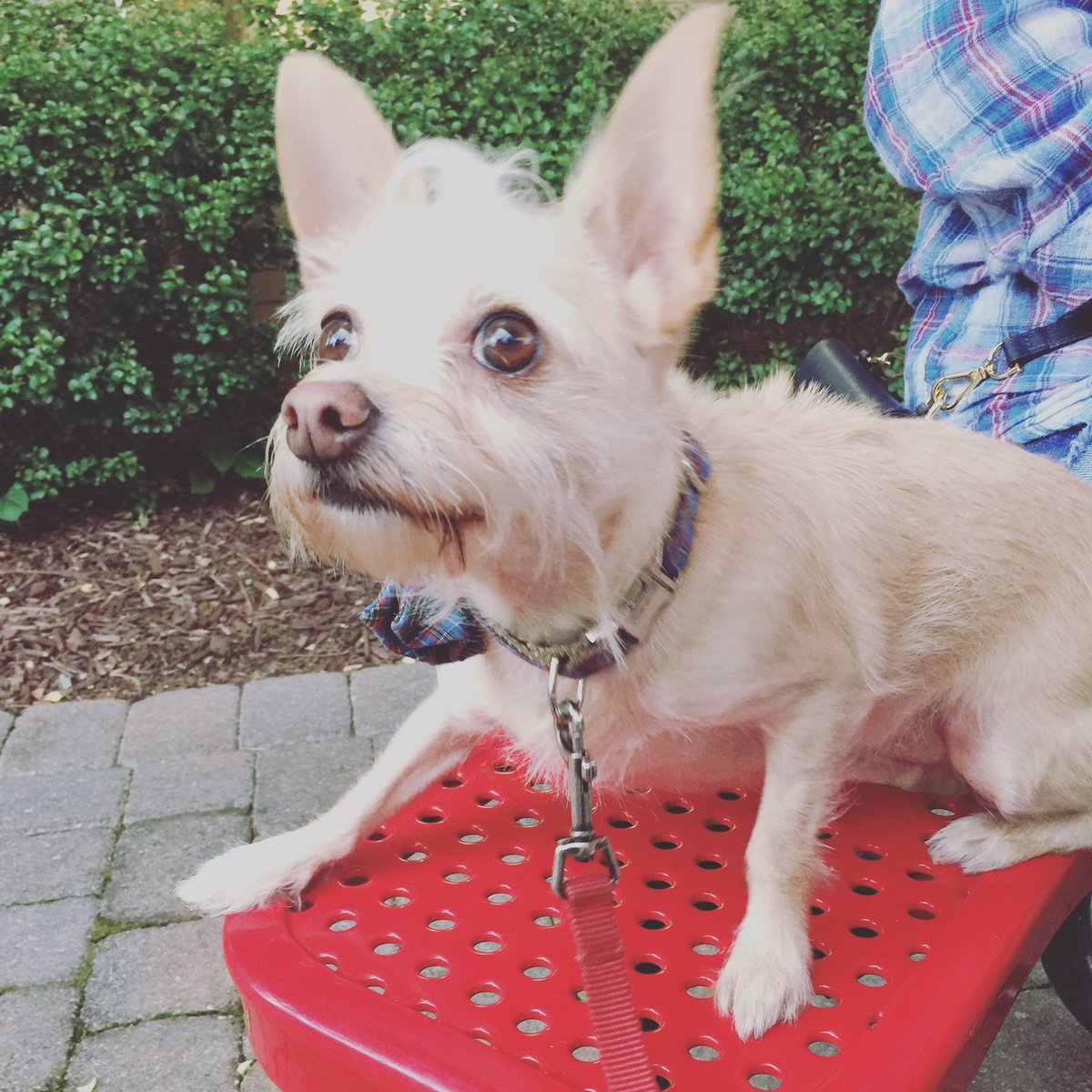 littlestcorky's tweet photo. Happy Memorial Day weekend! 🎉🇺🇸 Where's my hot dog?

#dogsoftwitter #MemorialDayWeekend https://t.co/RwHPilbW4y