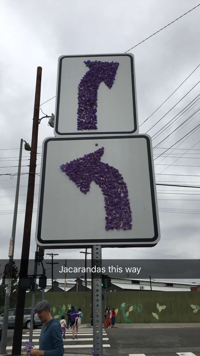 laurelkathleen's tweet photo. Walk this way to MORE jacarandas @petaldropla #flowerfactory #petaldropla https://t.co/rZ9gusXp9K