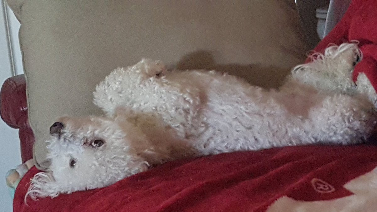 BadeenRodney's tweet photo. Franco's so bummed about the OKC loss he's down on his back &amp; can't grt up. He vowed 2 not get up til WE WIN MON! https://t.co/5m9BTw3F84