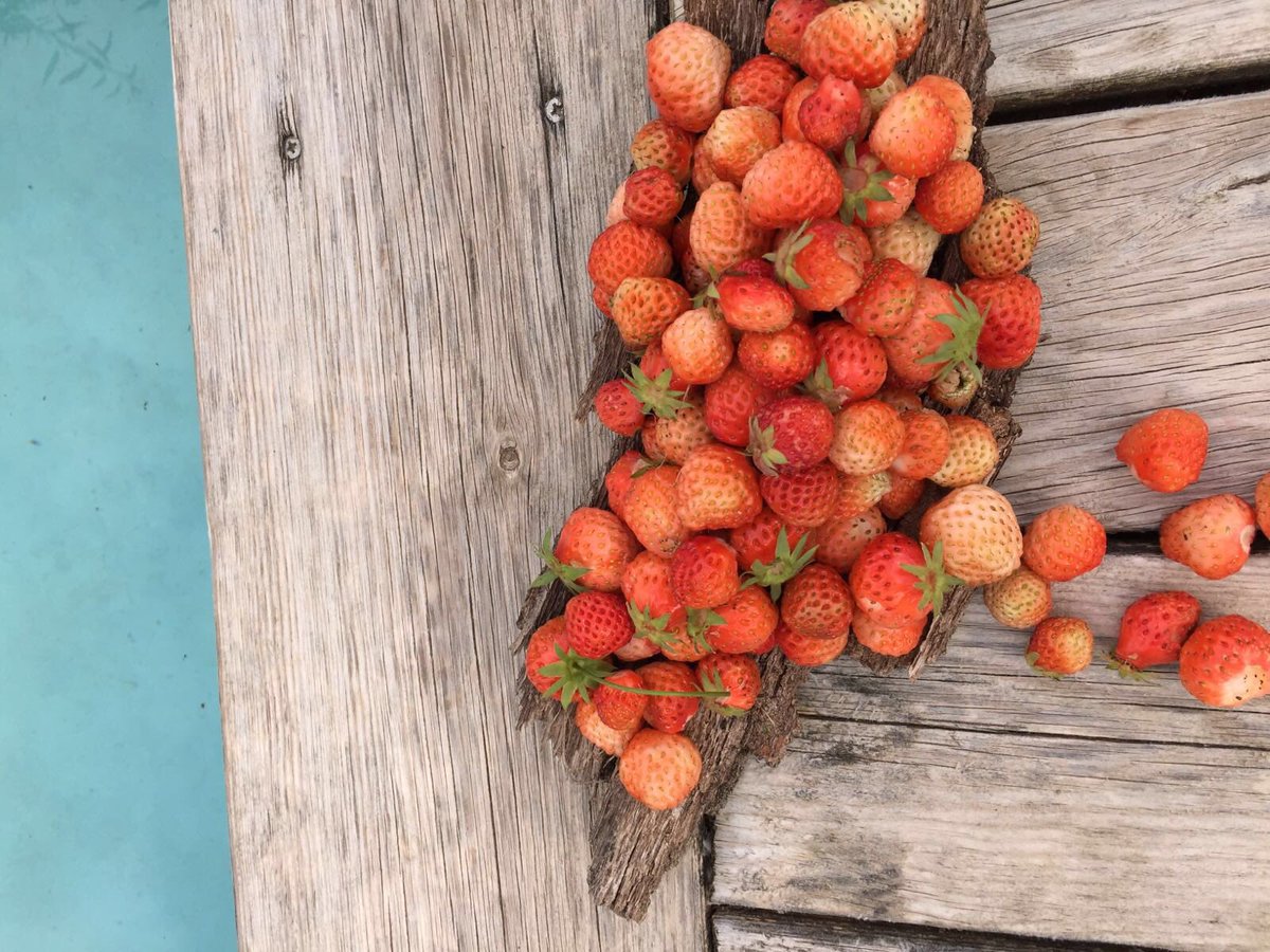 MasMariassa's tweet photo. Vine i tasta Mas Mariassa... 🍓
Come and taste Mas Mariassa... 🍰 #turisme #gastronomia #costadaurada #maduixes https://t.co/Eo4QWDwze3