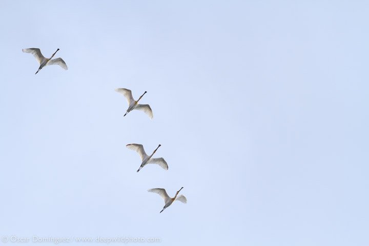 deepwildphoto's tweet photo. En primavera el cielo de Eilat (Israel) se cubre de #aves https://t.co/XZ0l0nz6B6 #COTF2016 @DescubreIsrael https://t.co/hO7K64ymEz