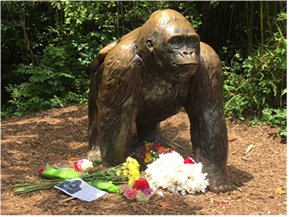 CincinnatiZoo's tweet photo. Cincinnati Zoo Devastated by Death of Beloved Gorilla. https://t.co/7zxnWBRjTt https://t.co/dBdzx5pKfL