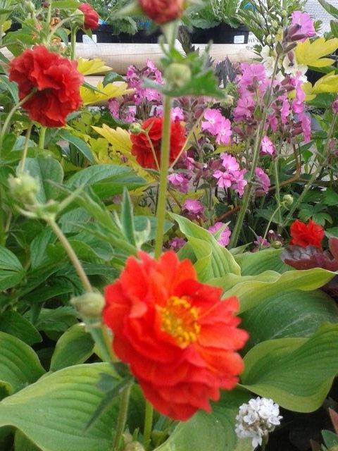 Quality perennials <a href="/HunscoteFarm/">Hunscote Farm Shop</a> . Open bank holiday Monday until 4pm. #chelseaflowershow  #farmshopuk #summer