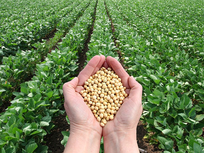 It's Women's Health Awareness Month! Can your diet reduce the risk of breast cancer? bit.ly/1TGwU1g