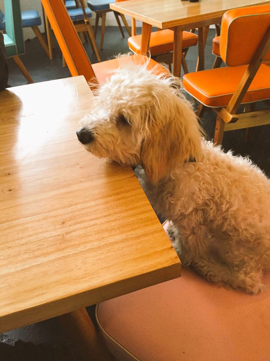 lauribruni's tweet photo. Bebito anda x ahi de bares ... #petfriendly 💥❤️💣🐶 #hellodoris 🍸 https://t.co/axZ0lpkcRh