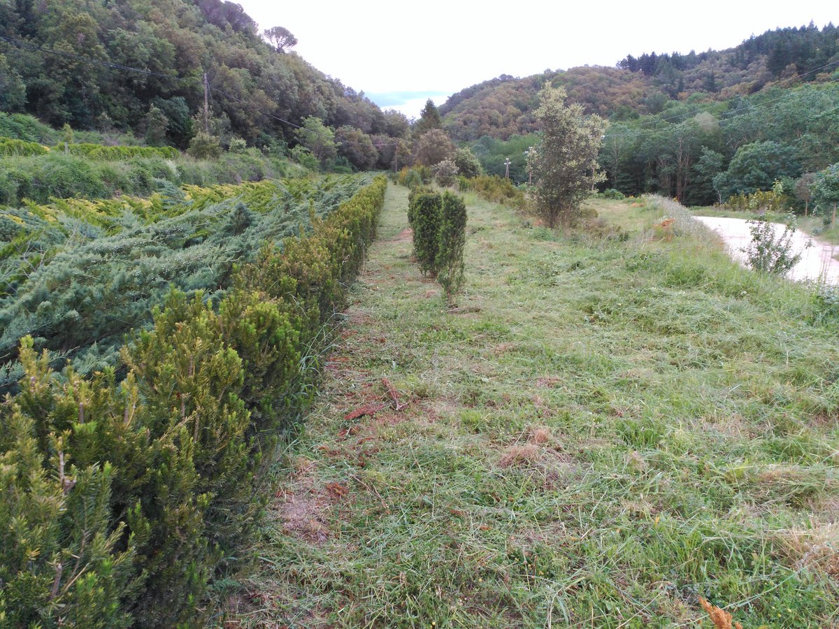 pauvila82's tweet photo. bancals nets i els #teixos #taxus #baccata tirant #nursery #silvicultura #elregàs #elmontseny #arbúcies estan macos! https://t.co/AaQYvlI4Vk