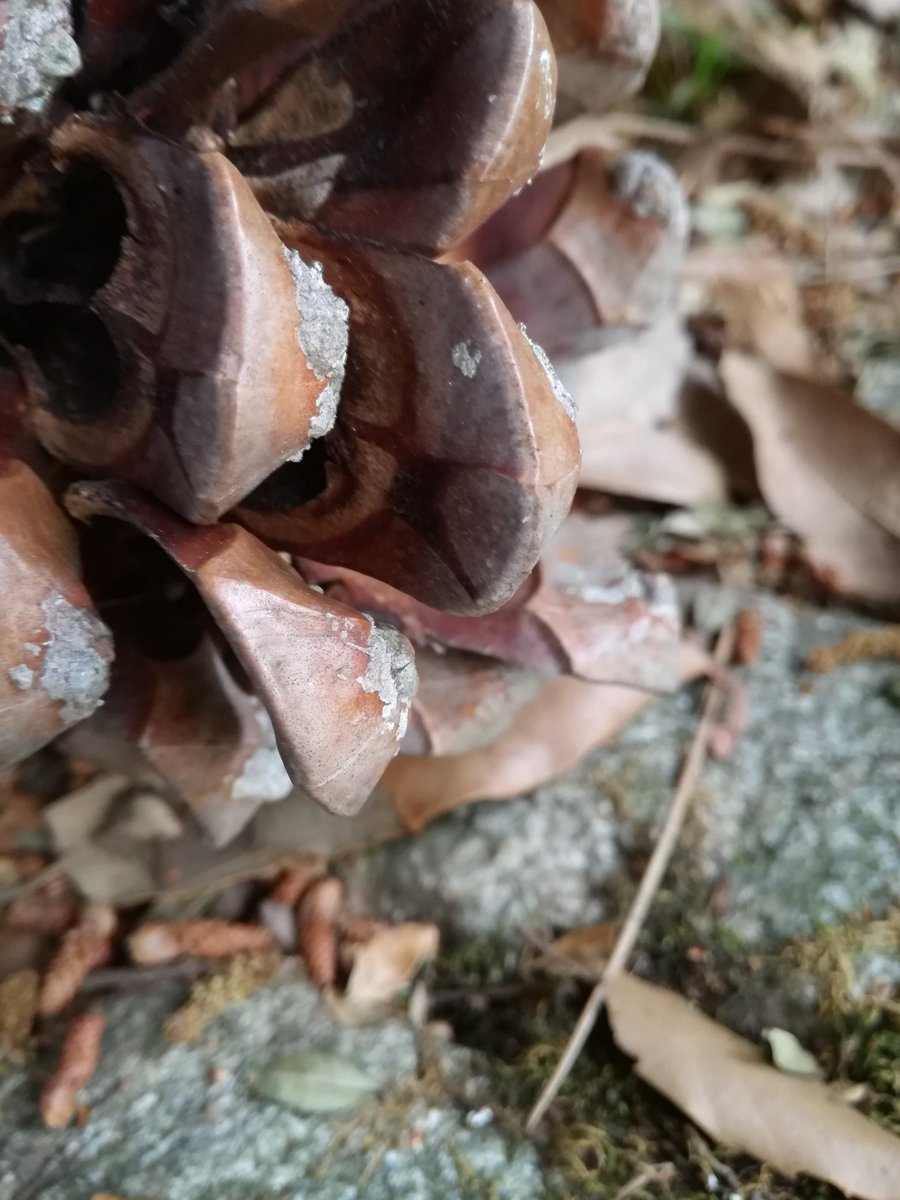 Michela97355874's tweet image. #photo #nature #testpassed #P9LiteSpecialForce