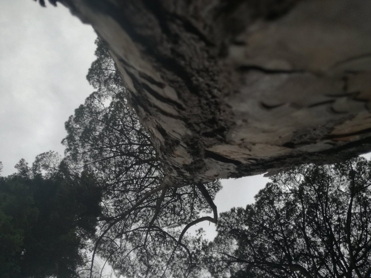 Michela97355874's tweet image. #photo #nature #testpassed #P9LiteSpecialForce