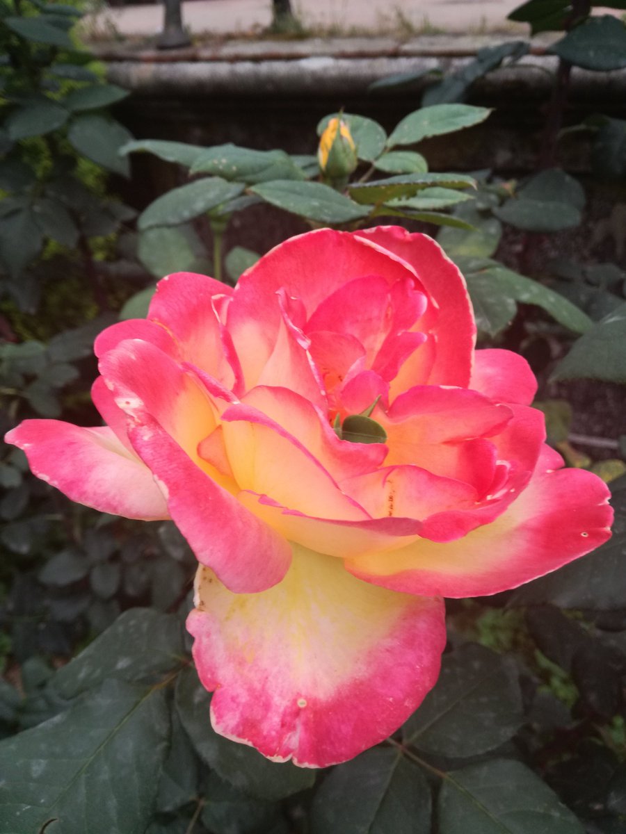 Michela97355874's tweet image. #photo #nature #testpassed #P9LiteSpecialForce