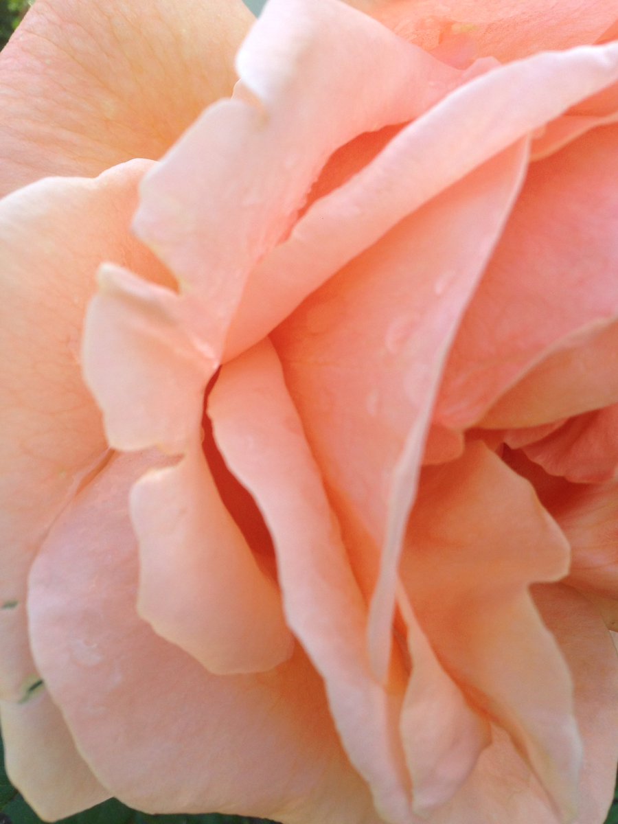 iteddyblog's tweet photo. Jolies fleures 💕💕 https://t.co/QqlHhtUT4Q