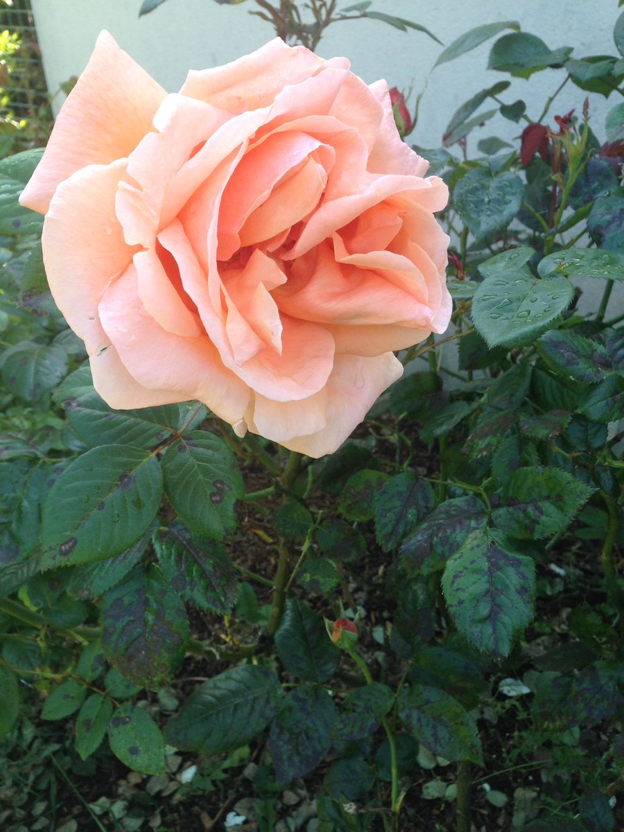 iteddyblog's tweet photo. Jolies fleures 💕💕 https://t.co/QqlHhtUT4Q