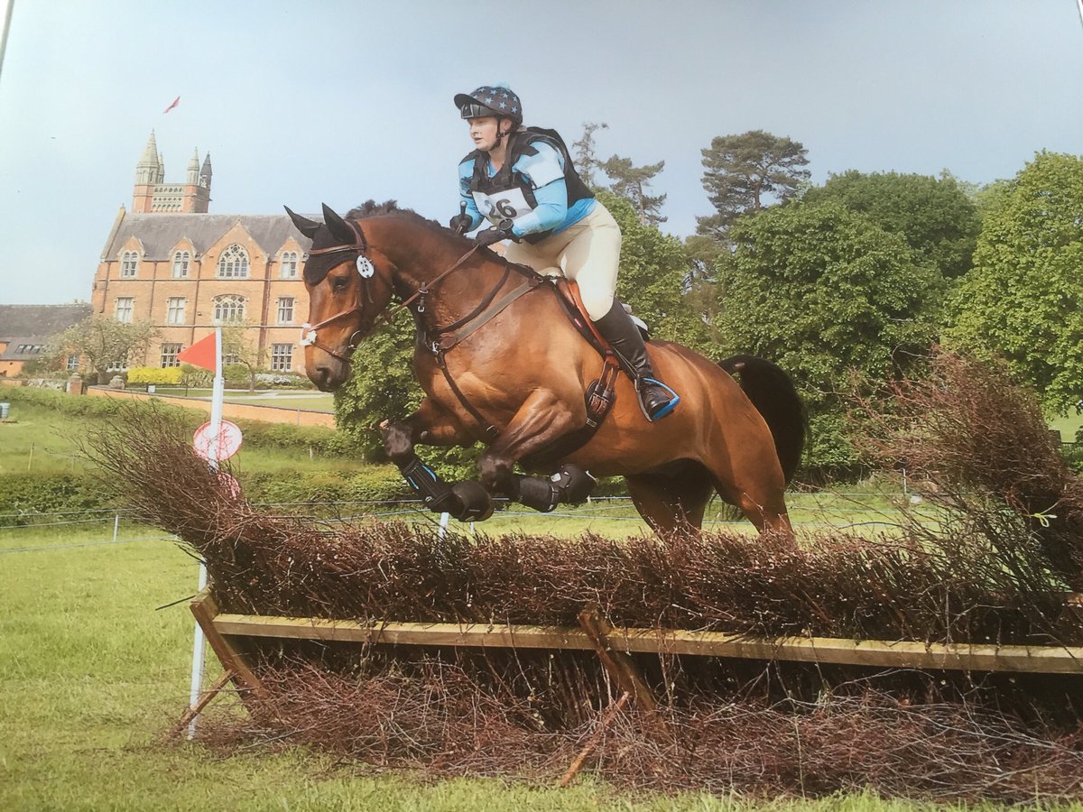 HarlequinEquine's tweet photo. What a fab day! New boy joey is an absolute star! Not bad for only having him 3 weeks! Looking good #onthegaintrain https://t.co/E55xuAvkkI