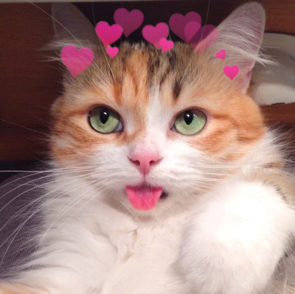catswithearts's tweet photo. https://t.co/ZcXajrBJRK