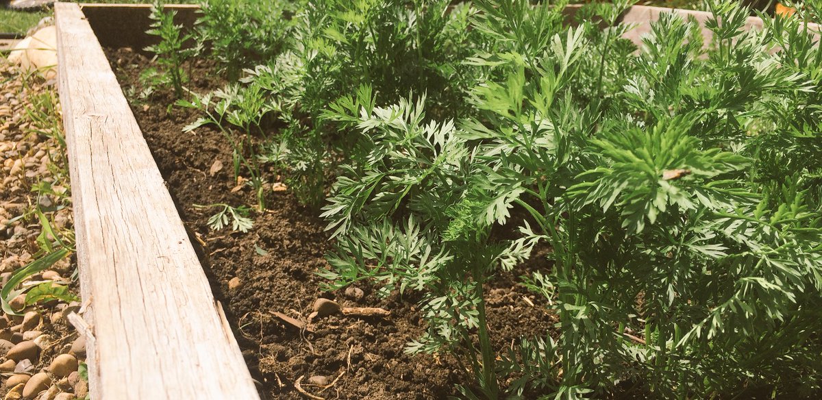 kevinkossowan's tweet image. Kids fighting over carrots in May is a first. #yeggarden yes they were started in #coldframes