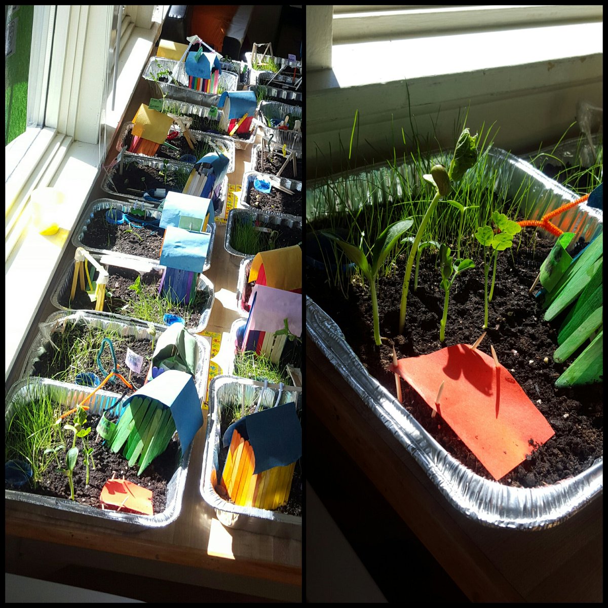 MissPortz's tweet photo. Look at all our gardens! @IREC1 1P truly are little gardeners. #plants #livingthings #iele8 #needsofplants&animals https://t.co/sAxdBgHEM8