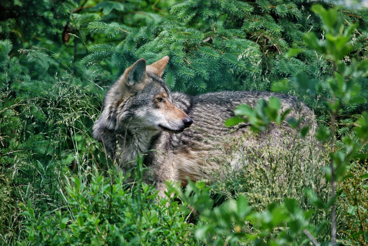 marcelajirkova's tweet photo. Nedělní odpoledne #zoohluboka #animals #nikon https://t.co/KZusEVo7tQ