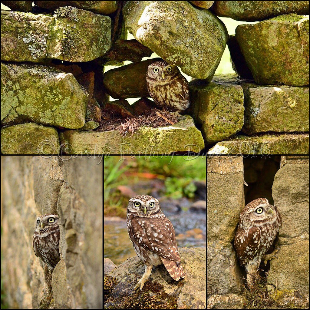 cazzascamera's tweet photo. #owls #photography fab day @SwintonParkBOP @SwintonPark @thebivouac @Welcome2Yorks https://t.co/nQmK4hBDtC
