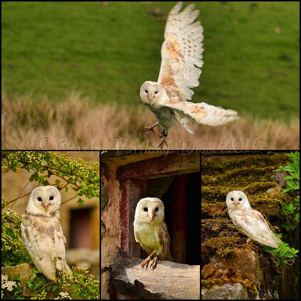 cazzascamera's tweet photo. #owls #photography fab day @SwintonParkBOP @SwintonPark @thebivouac @Welcome2Yorks https://t.co/nQmK4hBDtC