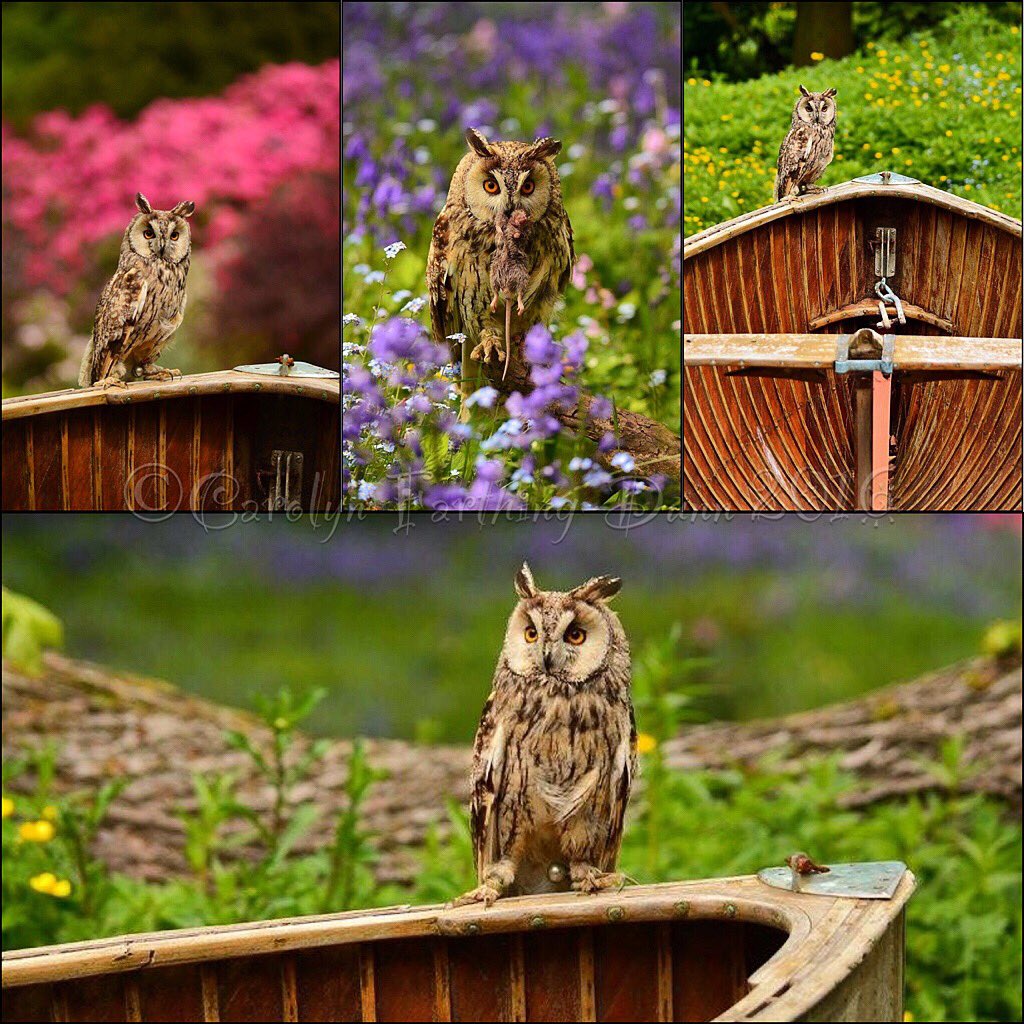 cazzascamera's tweet photo. #owls #photography fab day @SwintonParkBOP @SwintonPark @thebivouac @Welcome2Yorks https://t.co/nQmK4hBDtC