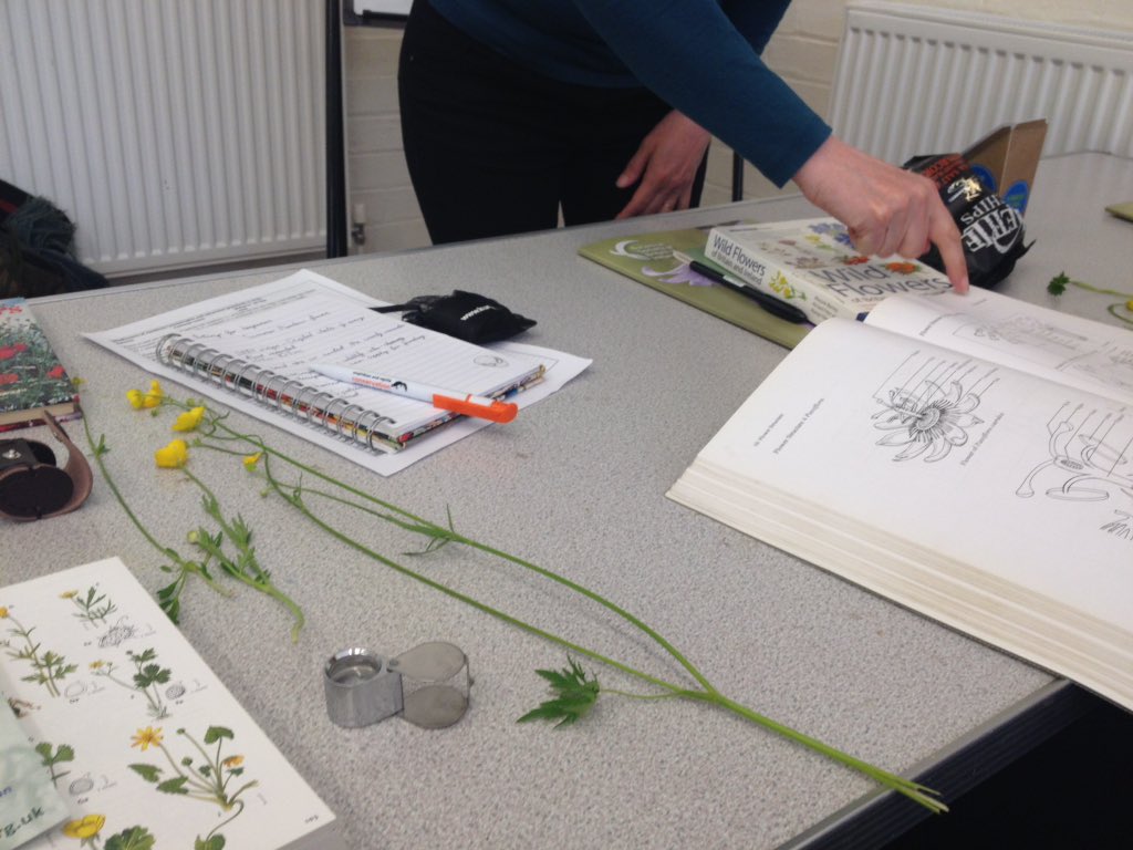 PhilienWildCon's tweet photo. #botanyforBeginners course got me Keying some meadow plants like a pro on my first day. Enjoys. #botany #flowerhour https://t.co/PvkX3SVCol
