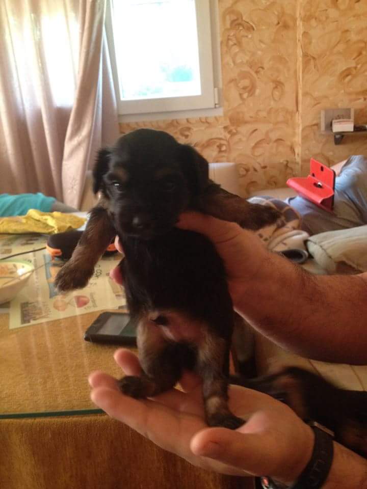resc_animal_gr's tweet photo. 5 cachorritos encontrados en la basura por, no puede quedárselos, necesitan un hogar! Rt! Md os ponemos en contacto! https://t.co/abzC3I9xYN