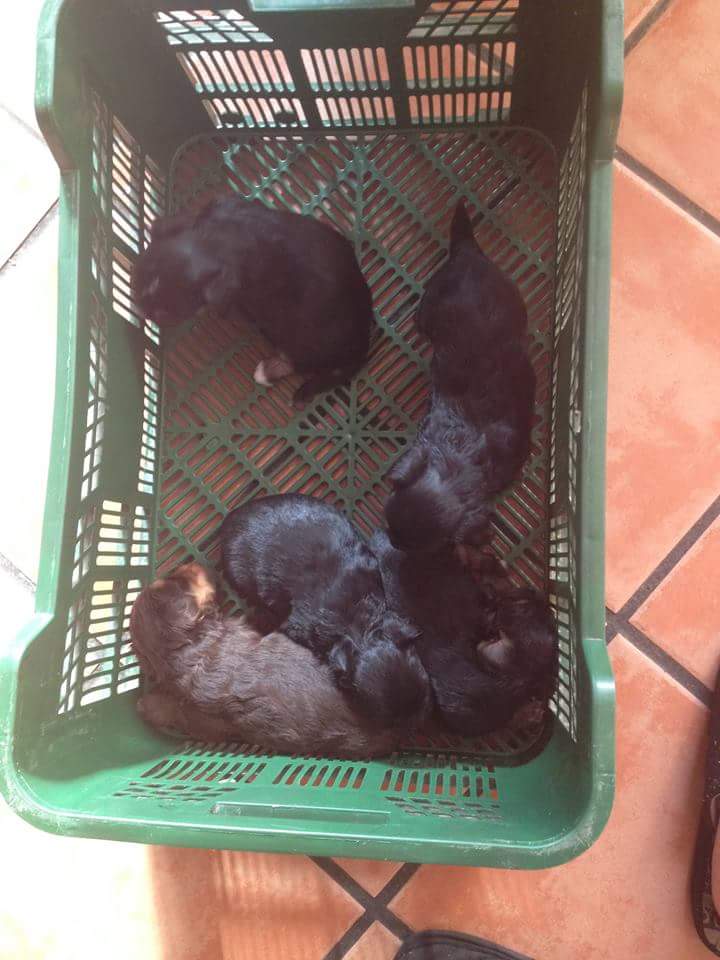 resc_animal_gr's tweet photo. 5 cachorritos encontrados en la basura por, no puede quedárselos, necesitan un hogar! Rt! Md os ponemos en contacto! https://t.co/abzC3I9xYN