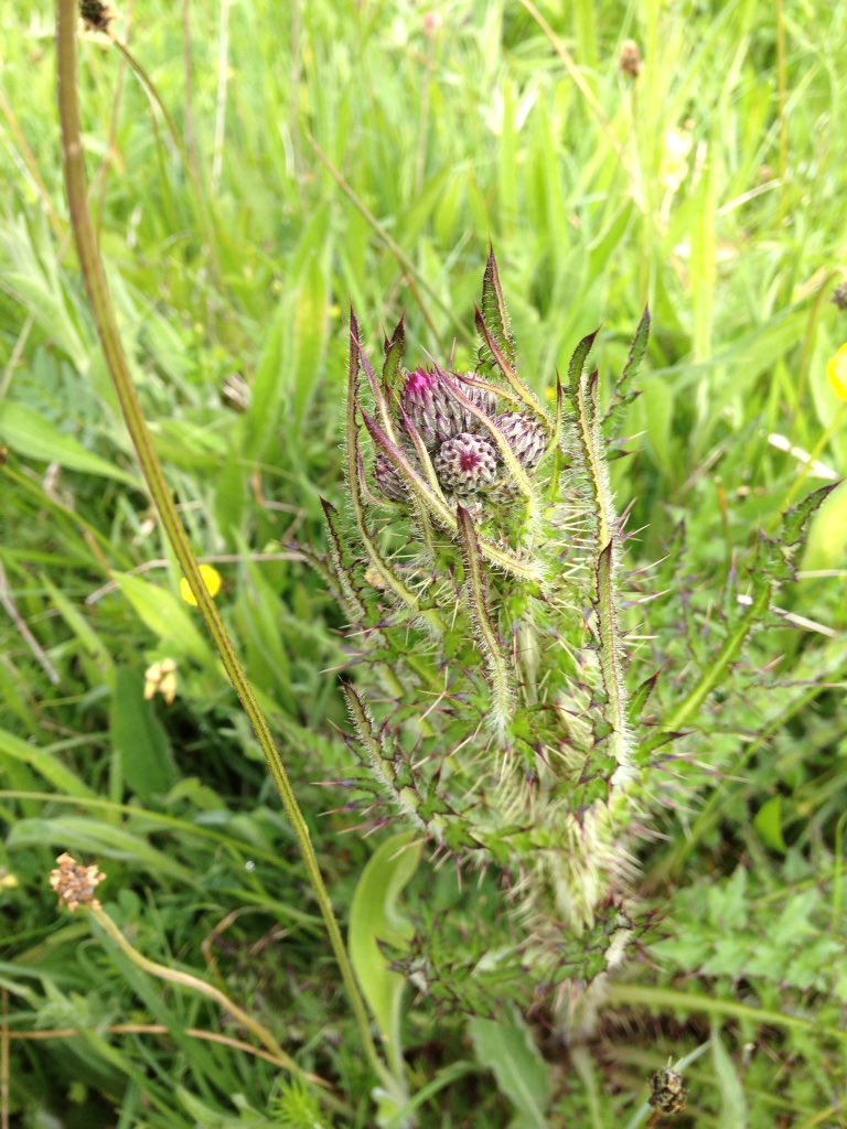 PhilienWildCon's tweet photo. More Fabulous sighting from #BotanyforBeginners - Marsh Thistle, Ox-eye Daisy and Dyer Green Weed #flowerhour https://t.co/DKTbaBzs2b