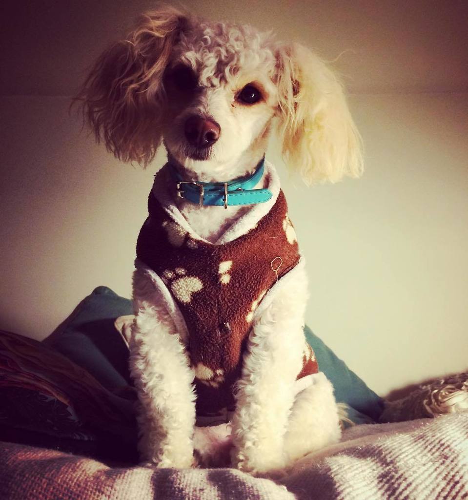 YuridiaVvallejo's tweet photo. 💕🐶💕
#dog #doglover #pets #mascotas #perros #amoamiperro #mommyslittlegirl #quiltroesamor #adoptaamor #nocompresadop… https://t.co/ynm0IhIlVV