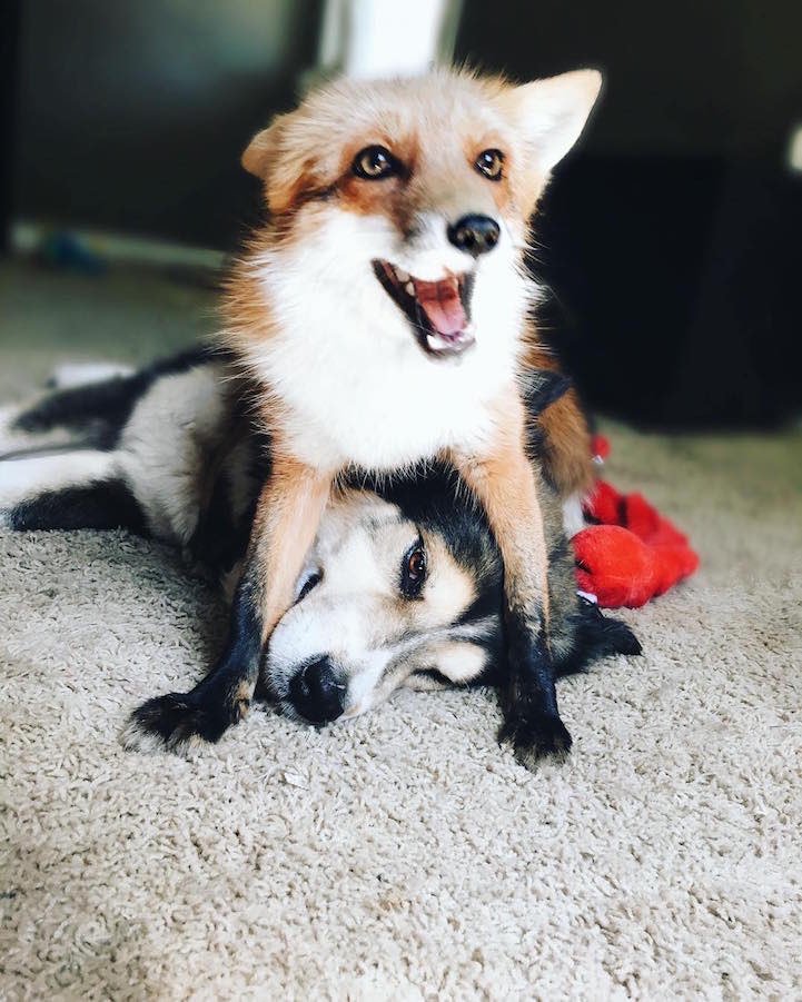 ravanboys's tweet image. ITS A FOX AND A DOG A FOX AN D A DOG THIS IS THE REAL LIFE FOX AND THE HOUND