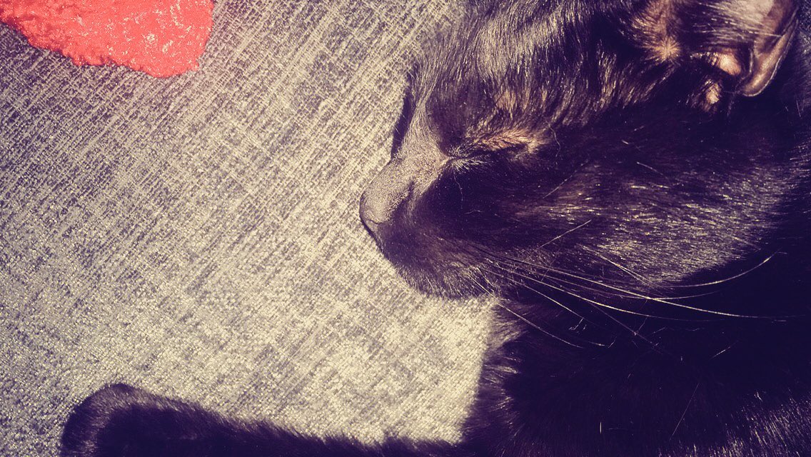 KayKayPotatay's tweet photo. To have the life of a cat eh๐๐ฑ #gotiteasy https://t.co/UCC9X5P49a