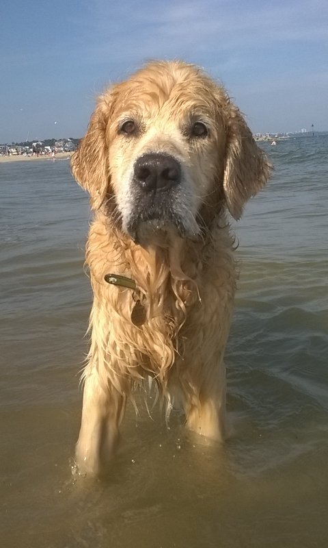 GET ON WITH IT!- SKIM THE OYSTER SHELL!!