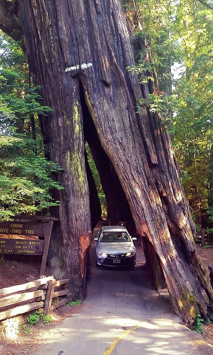 nancytex's tweet photo. It's not everyday you can say you drove thru a tree. #myersflat #vacation #celebrating29years #travel #roadtrip https://t.co/iU5EWteV3a