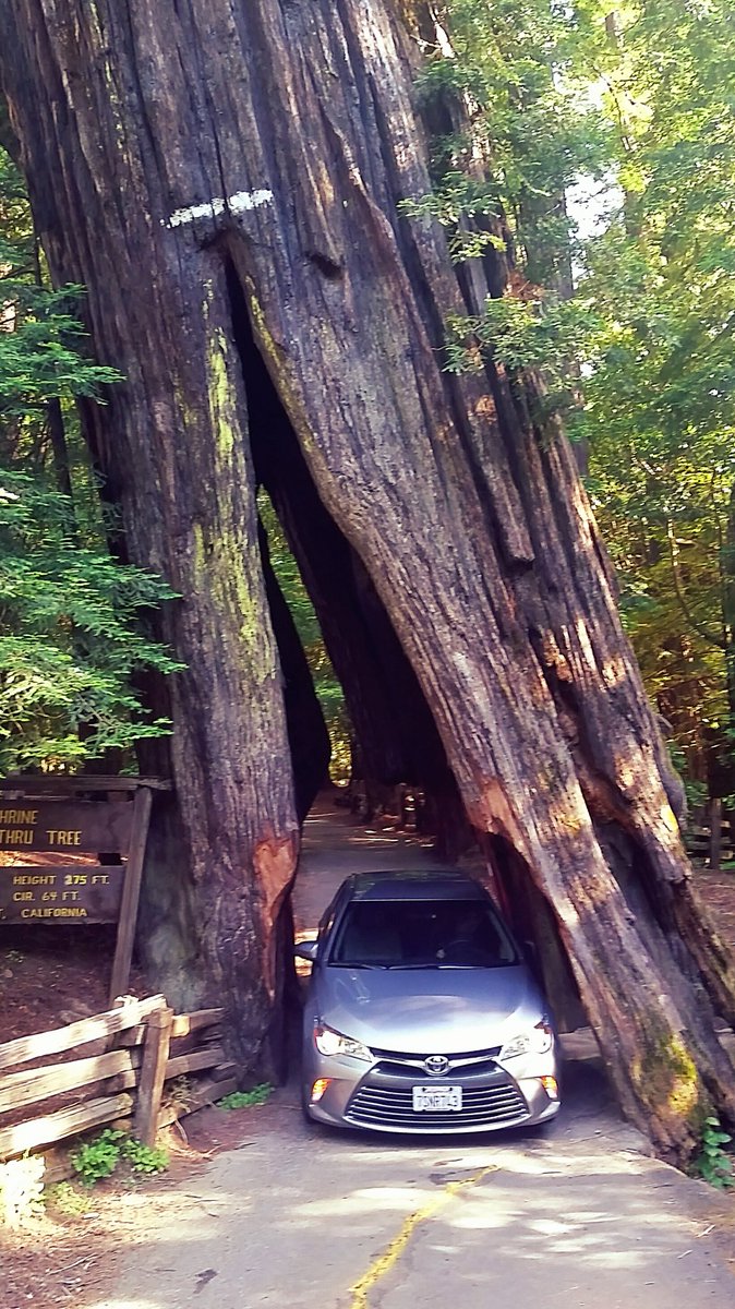 nancytex's tweet photo. It's not everyday you can say you drove thru a tree. #myersflat #vacation #celebrating29years #travel #roadtrip https://t.co/iU5EWteV3a