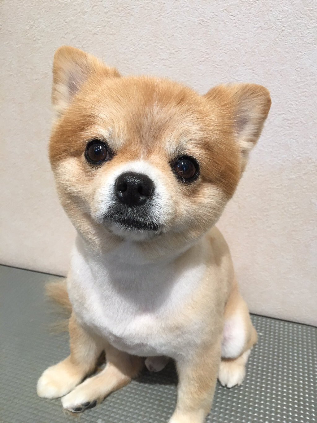 癒し 可愛いどうぶつ達 Iyashi Anml Twitter