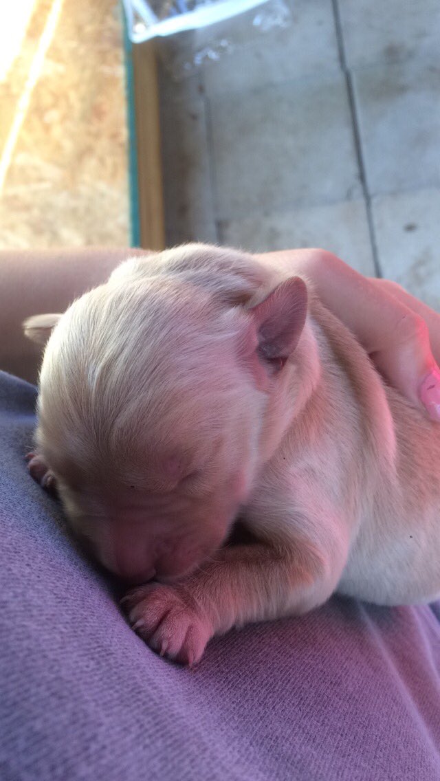 lizzietaylor_'s tweet photo. baby dog:) https://t.co/WbfhdAfl9t