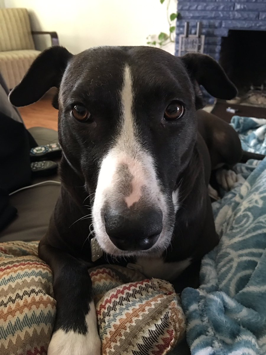 Louis T Doggerson.. Sweetest pup! Always love seeing him!